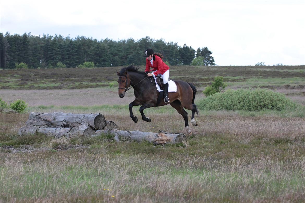 Anden særlig race Sola billede 11