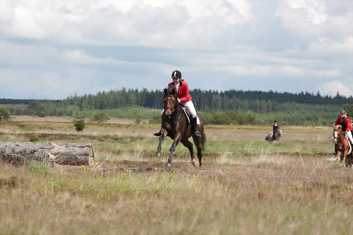 Anden særlig race Sola billede 16