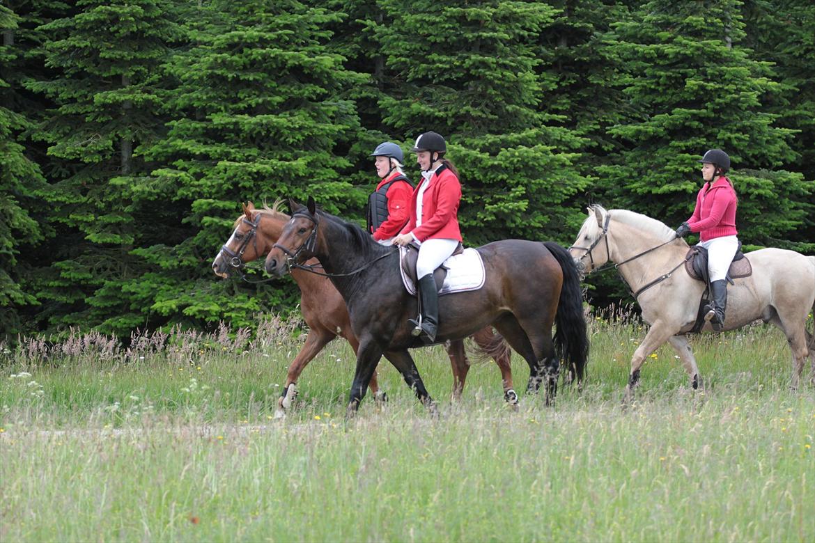Anden særlig race Sola billede 8
