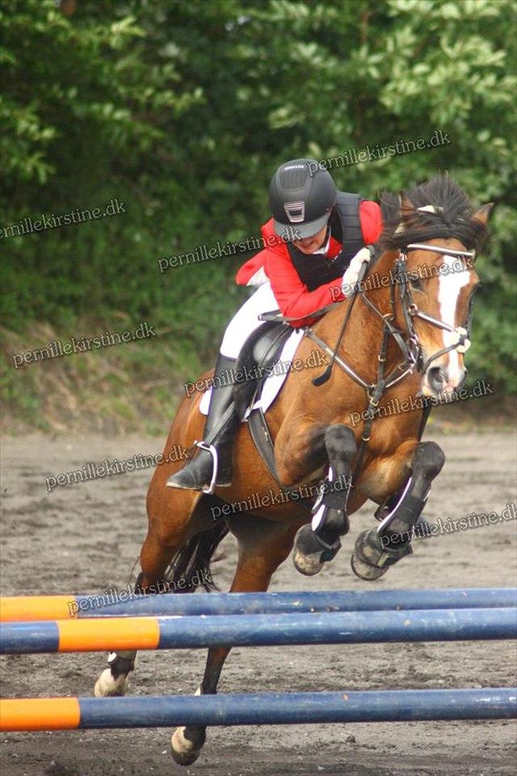 Belgisk Sportspony * Donna Van Stevenshof * - kallehavegård 2011 billede 1