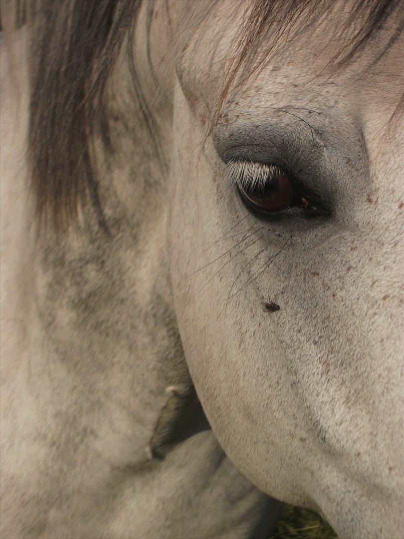 Connemara Hedegårdens Peter Pan billede 20