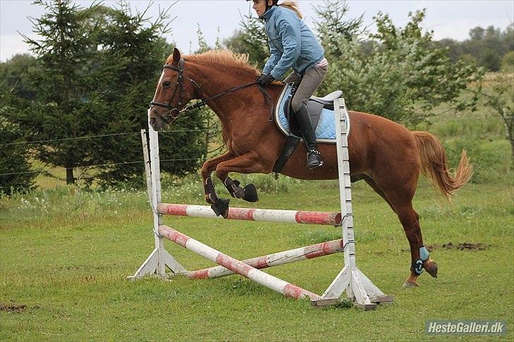 Anden særlig race Oliver billede 2