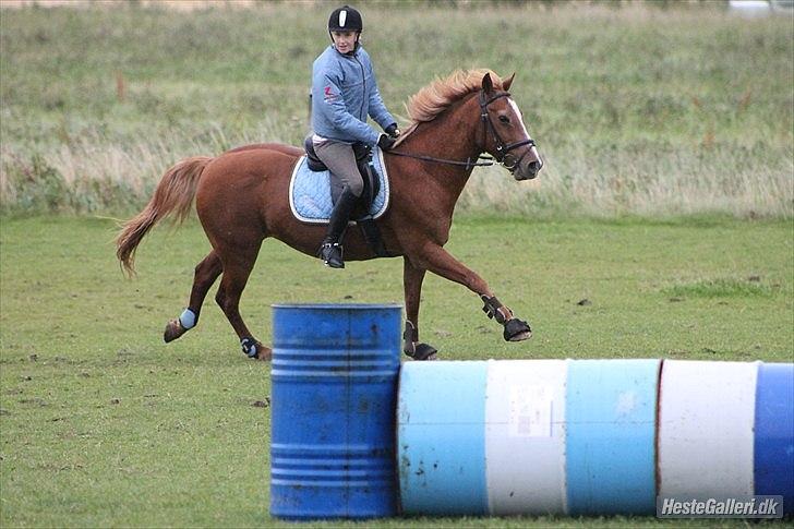 Anden særlig race Oliver billede 6