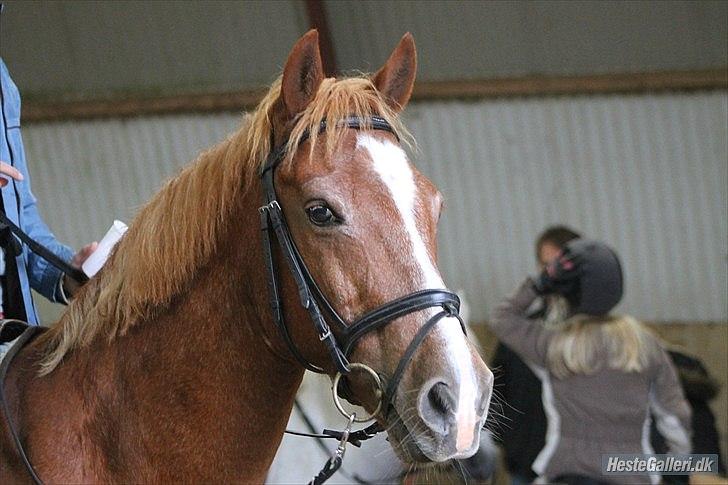 Anden særlig race Oliver billede 8