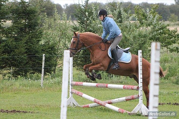 Anden særlig race Oliver billede 9