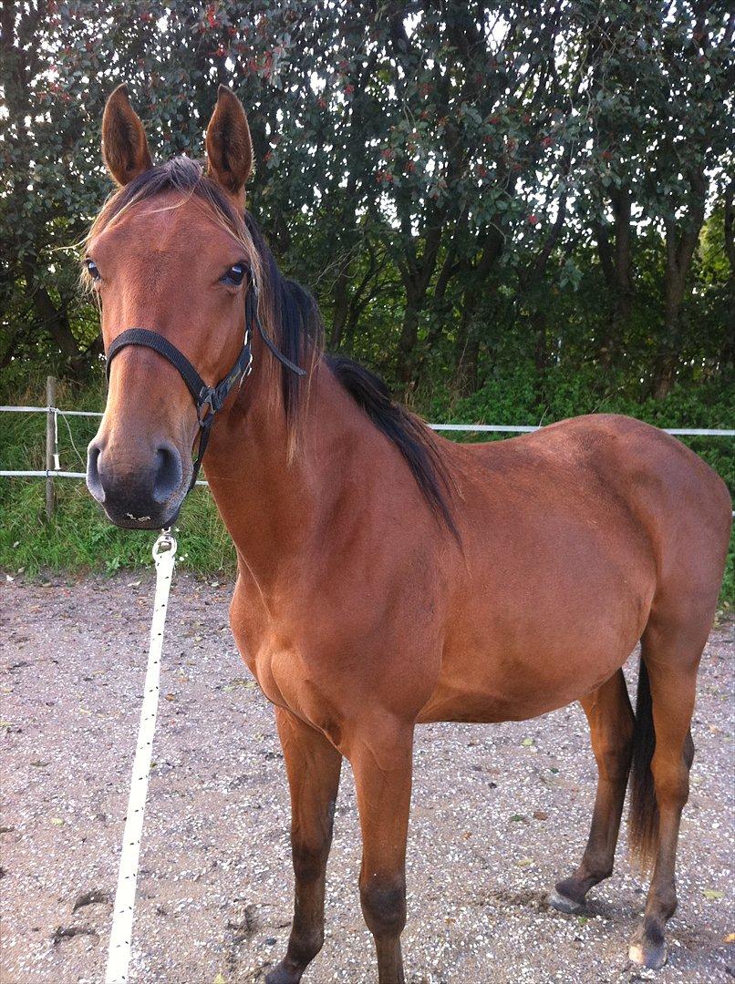 Anden særlig race Palsgaards Kezha billede 1