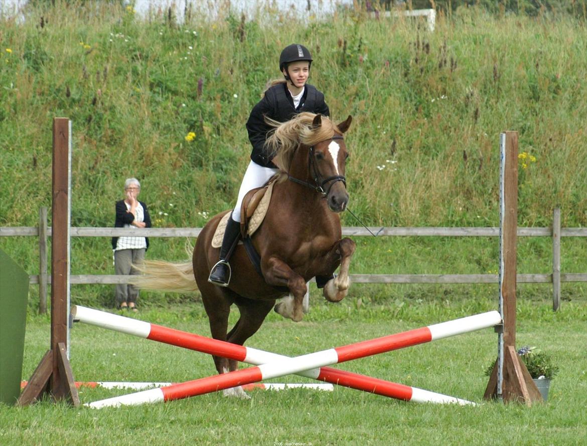 Welsh Cob (sec D) Sirius-S [Rider] - - 20/8-11, åbent hus i LØRI. billede 15