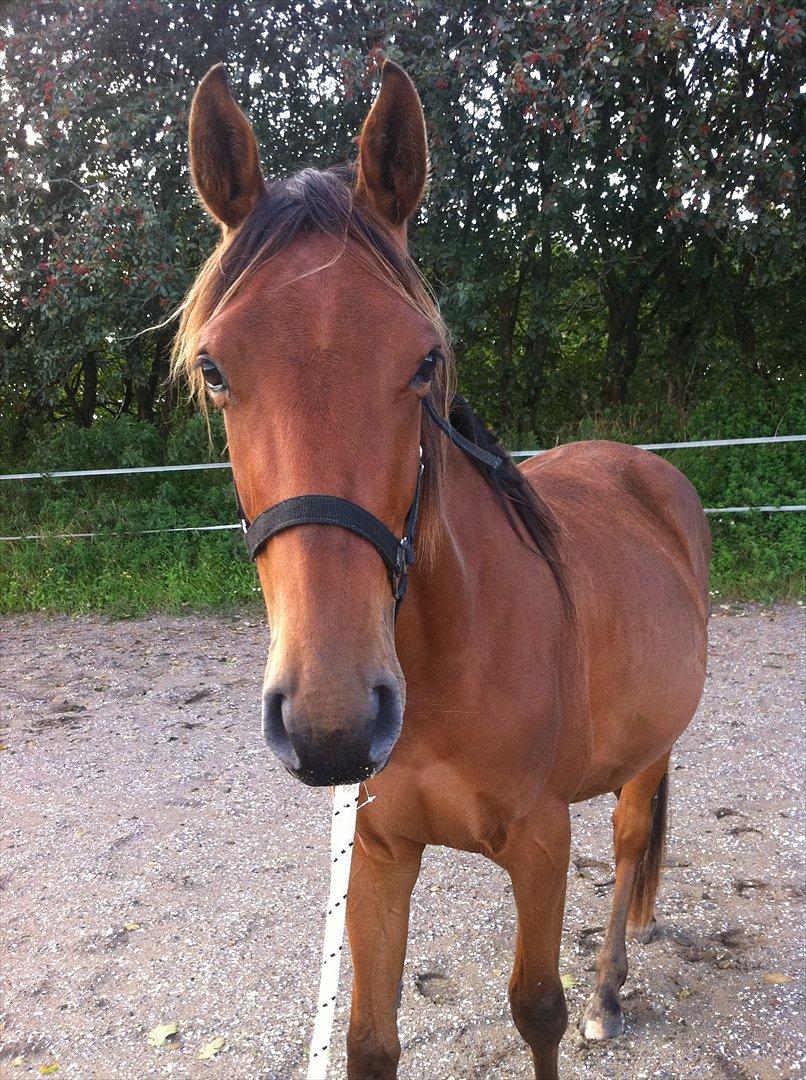 Anden særlig race Palsgaards Kezha billede 2