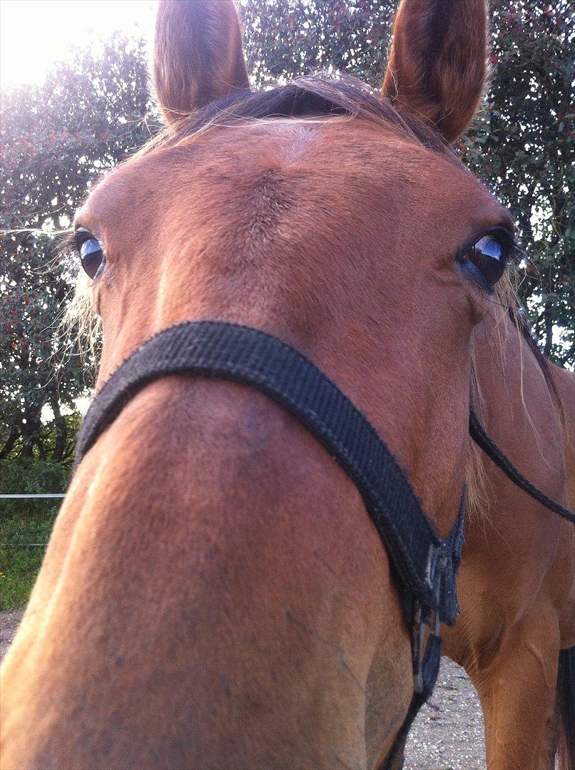 Anden særlig race Palsgaards Kezha billede 3