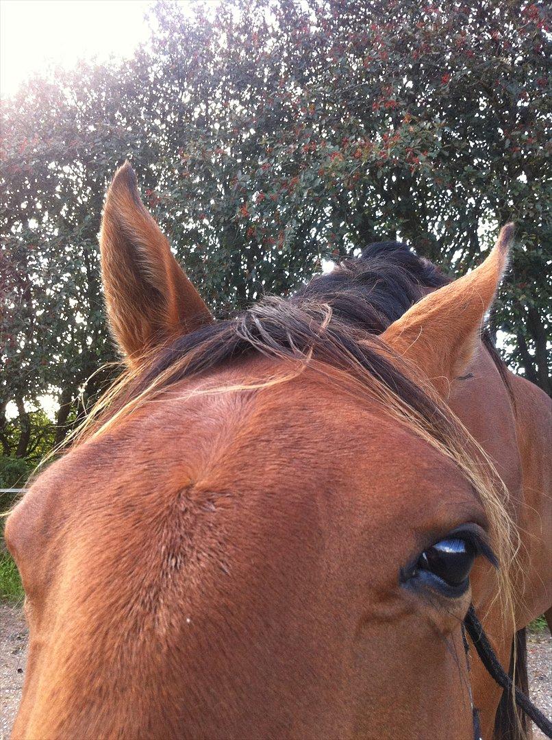 Anden særlig race Palsgaards Kezha billede 4