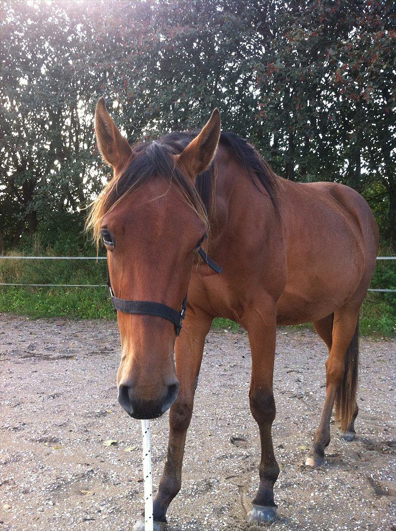 Anden særlig race Palsgaards Kezha billede 5