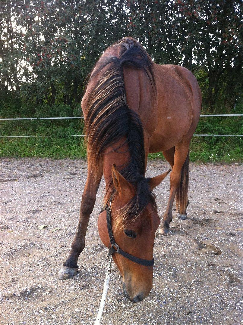 Anden særlig race Palsgaards Kezha billede 6