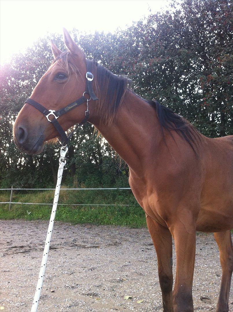 Anden særlig race Palsgaards Kezha billede 7