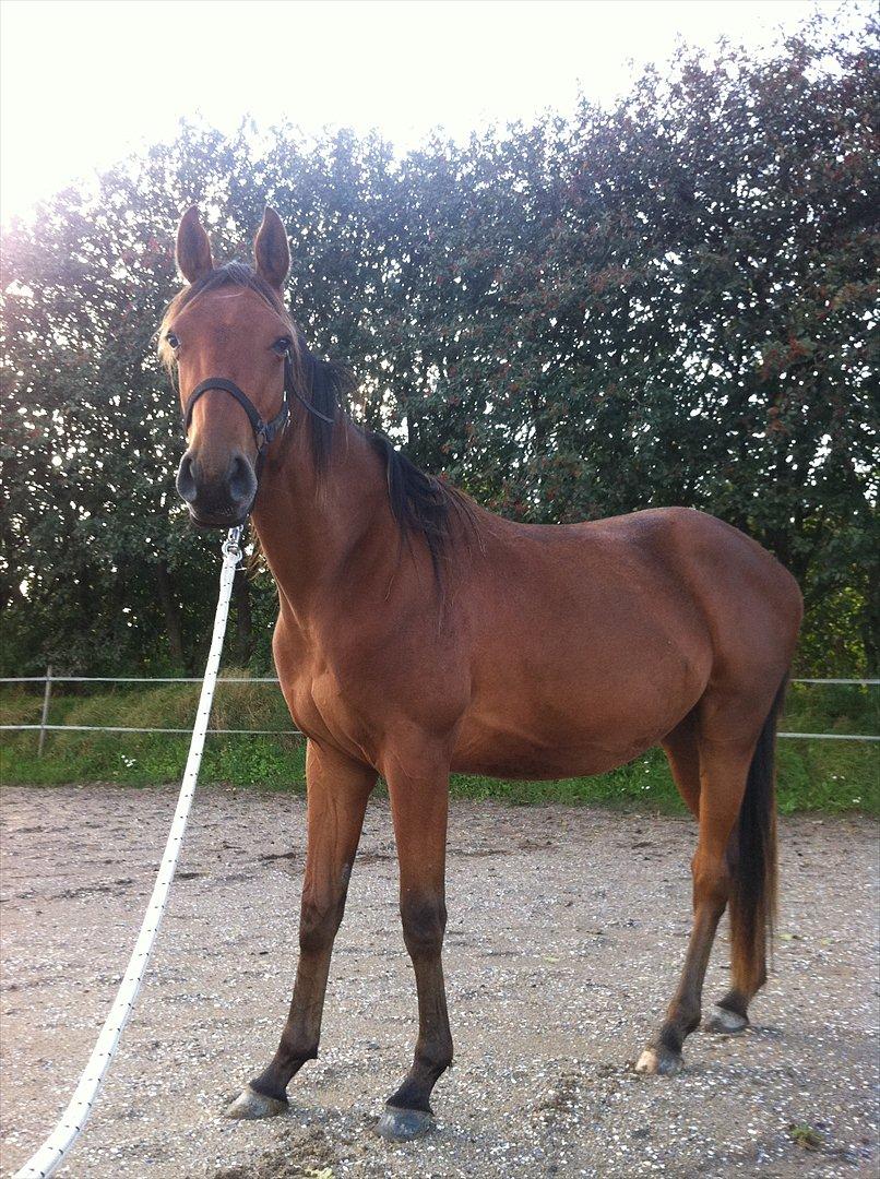 Anden særlig race Palsgaards Kezha billede 8