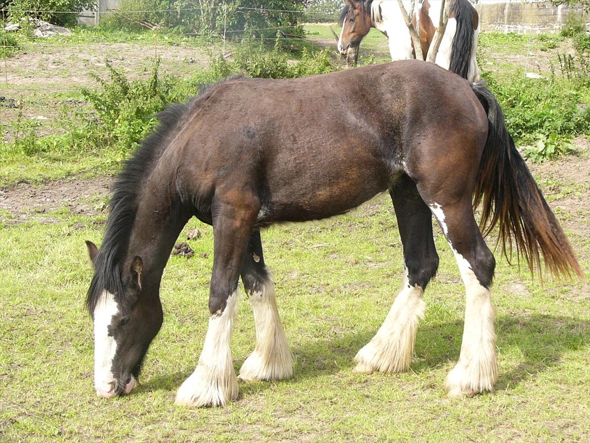 Irish Cob Hebe. (Solgt) billede 16