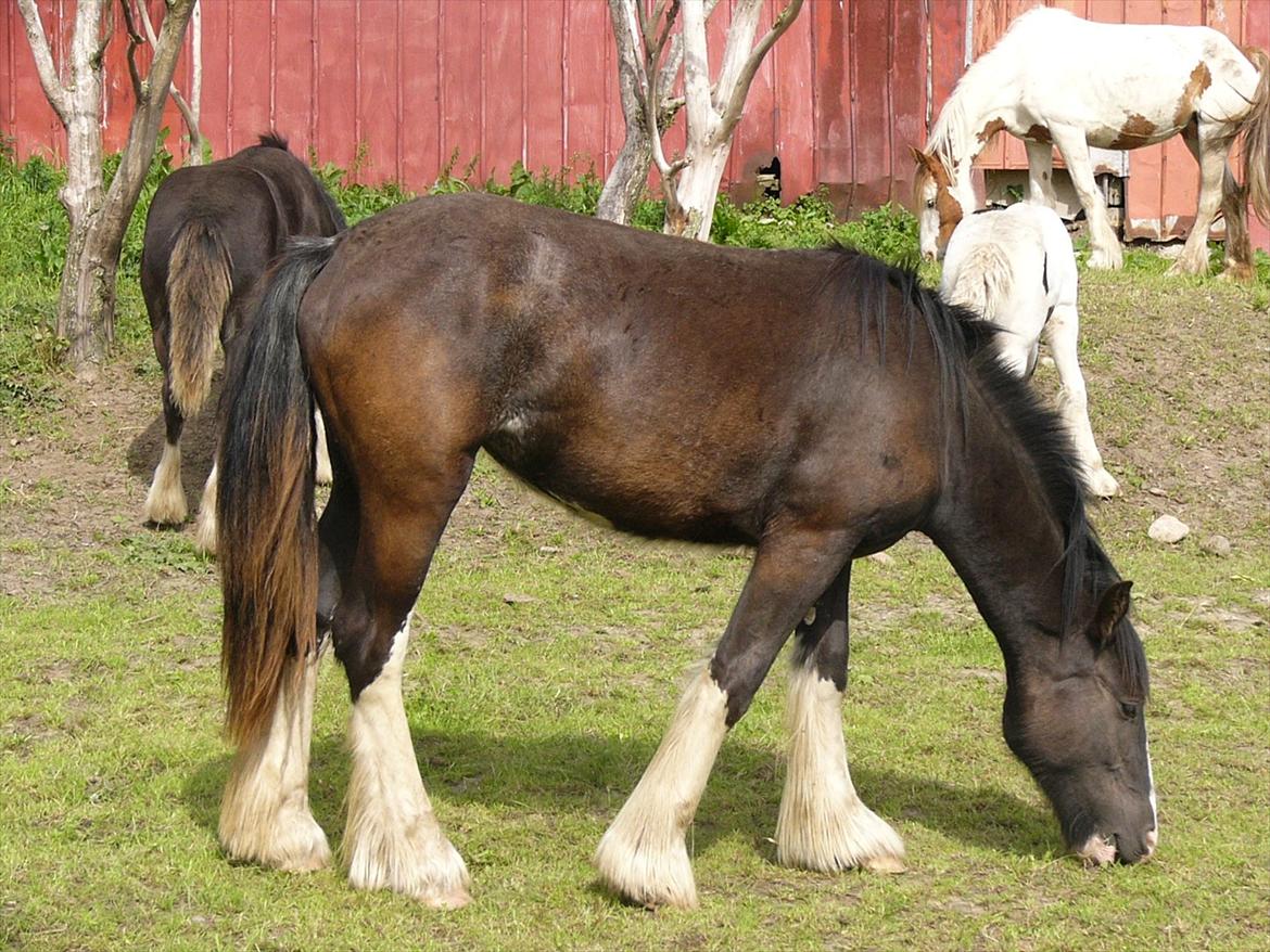 Irish Cob Hebe. (Solgt) billede 17