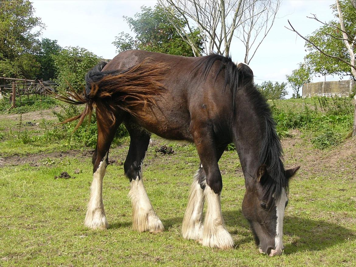 Irish Cob Hebe. (Solgt) billede 18