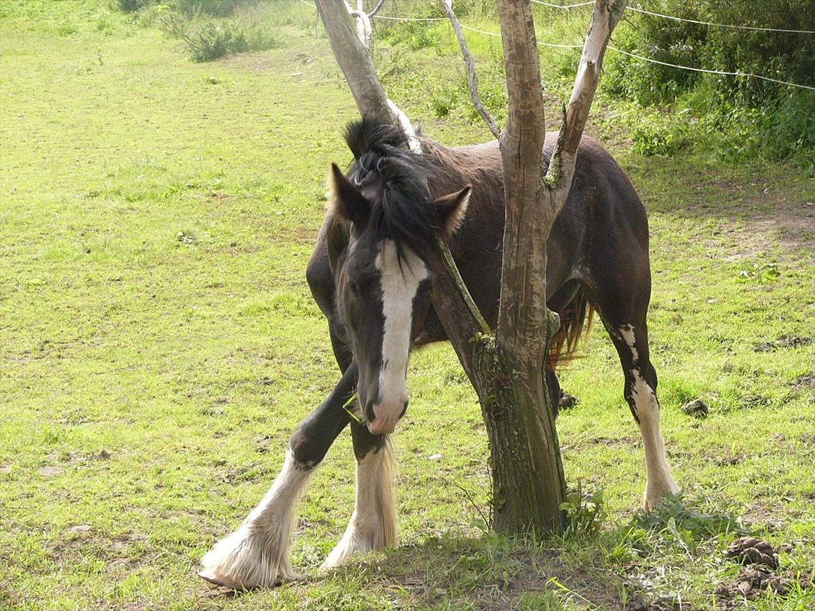 Irish Cob Hebe. (Solgt) billede 19