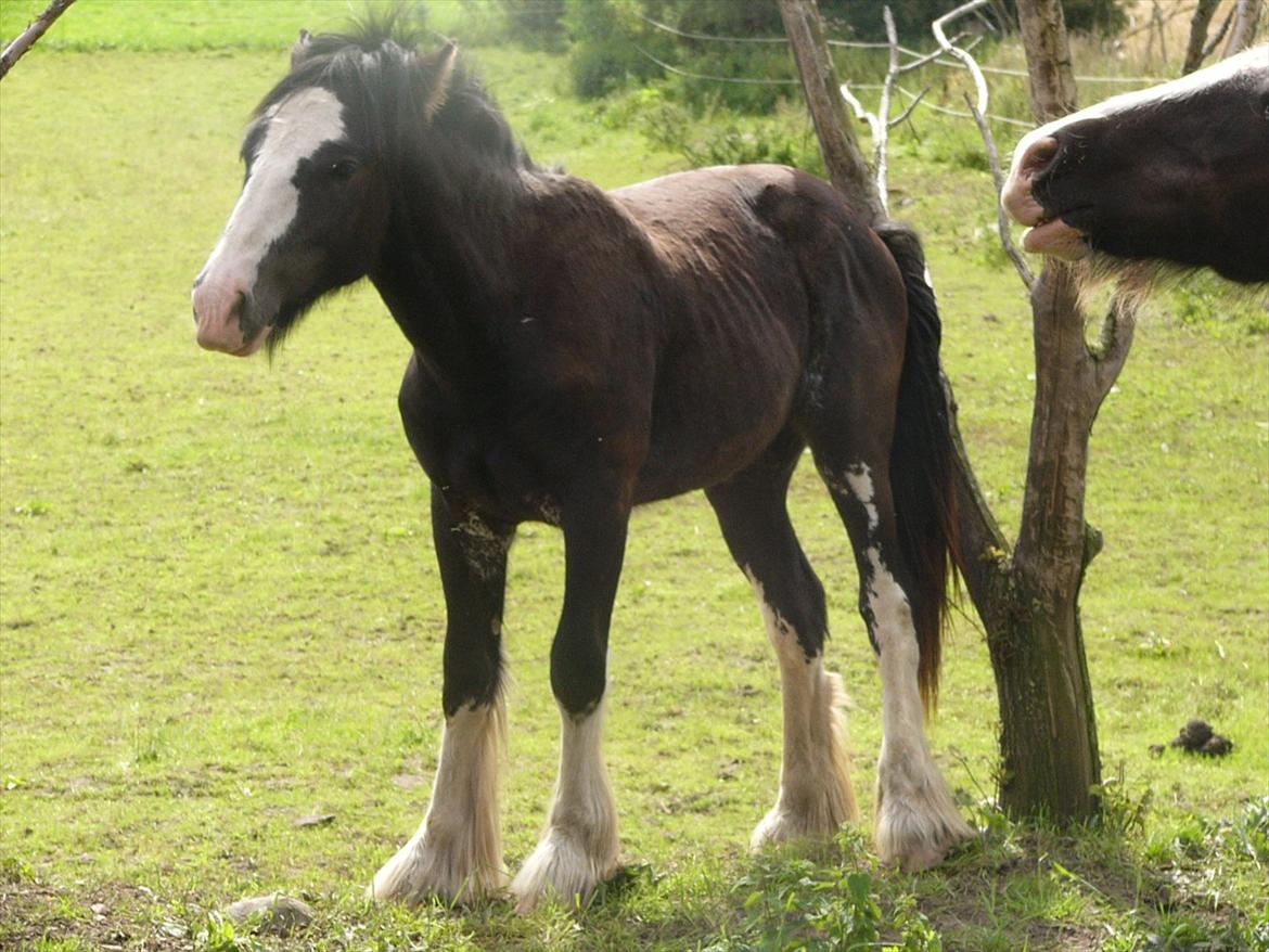 Irish Cob Hebe. (Solgt) billede 20