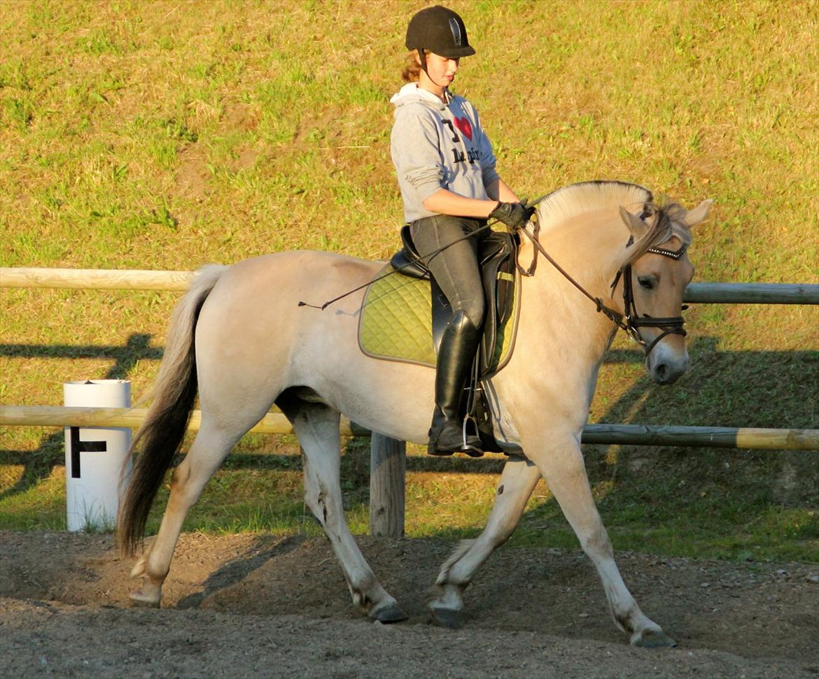 Fjordhest Heden's Lupin  - Dressur undervisning ved marc 2011 -  Skov foto. billede 2