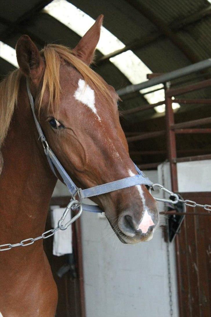 Frederiksborg Zorio Brentedal - Smukke ham! billede 1