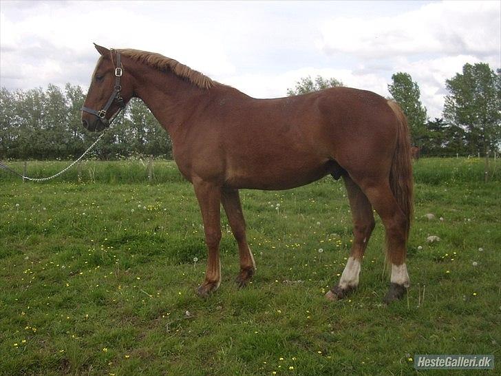 Frederiksborg Zorio Brentedal billede 5