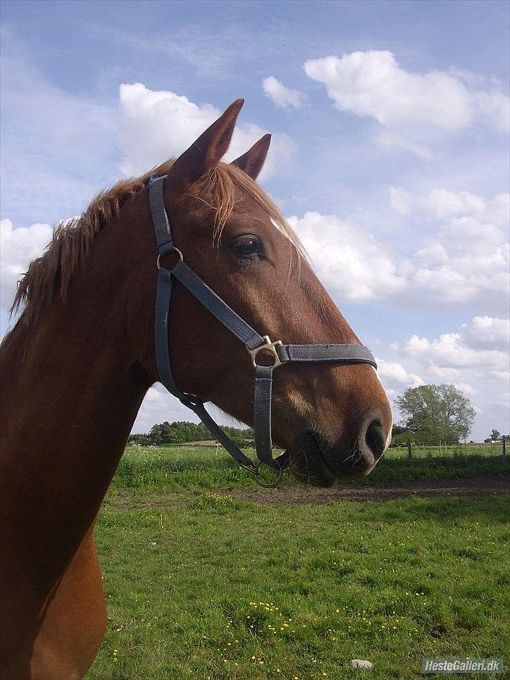 Frederiksborg Zorio Brentedal billede 6