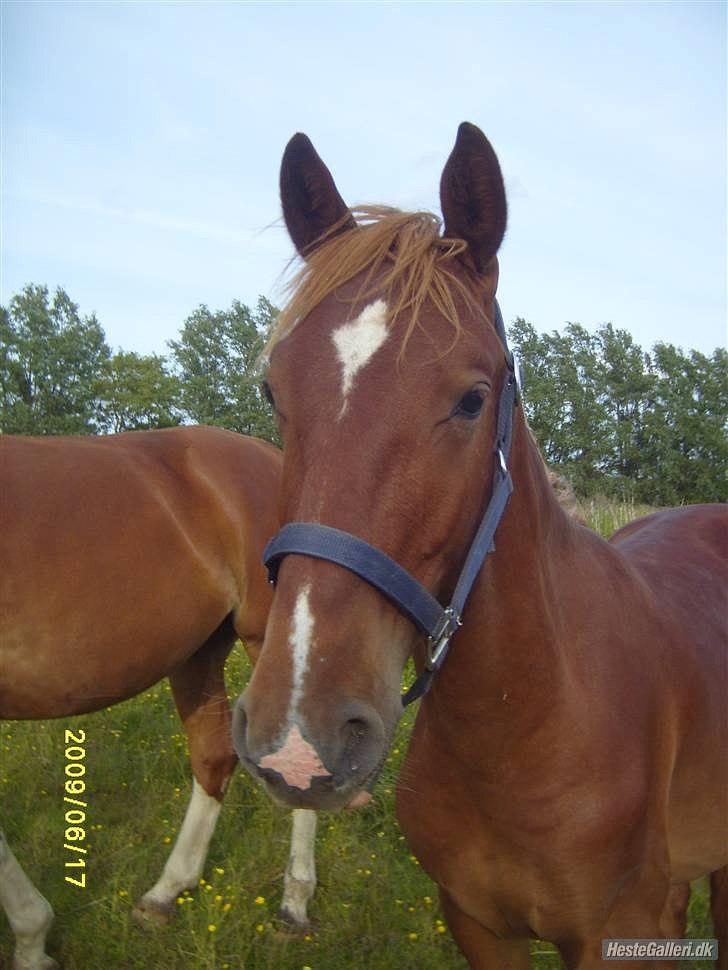 Frederiksborg Zorio Brentedal billede 7