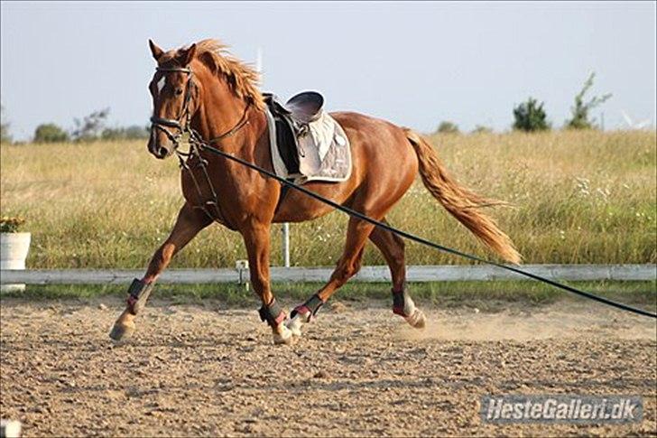 Frederiksborg Zorio Brentedal billede 2