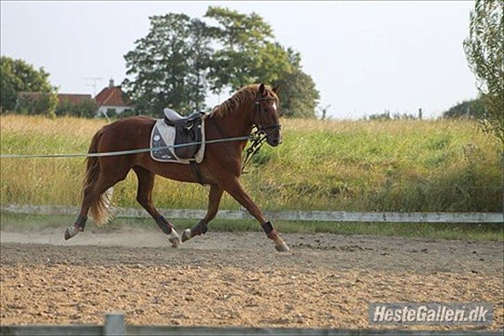 Frederiksborg Zorio Brentedal billede 4