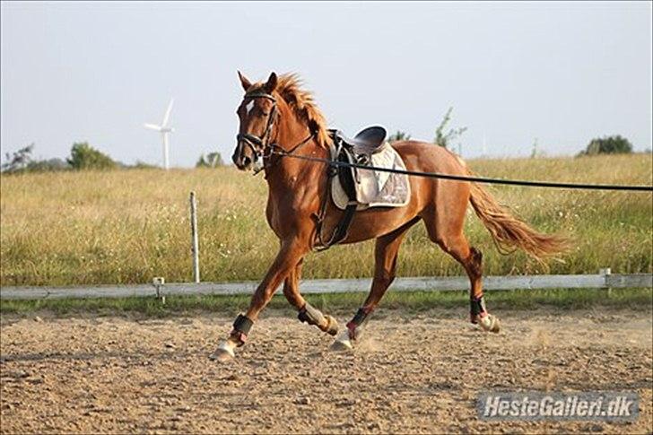 Frederiksborg Zorio Brentedal billede 3