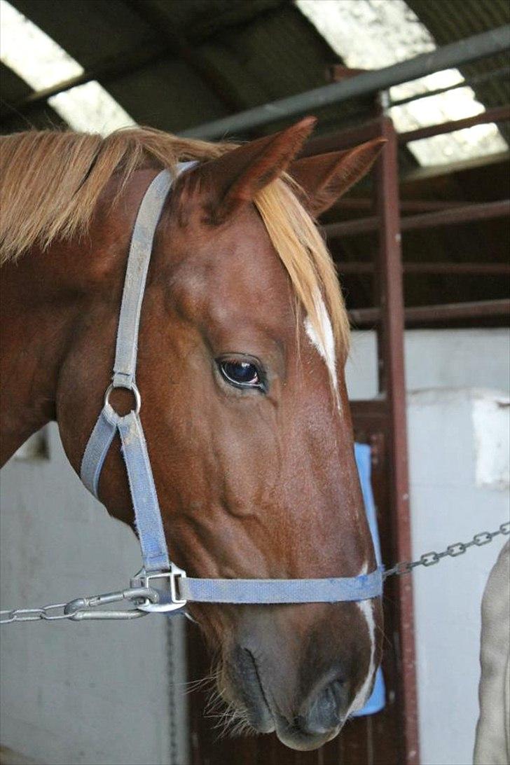 Frederiksborg Zorio Brentedal billede 9