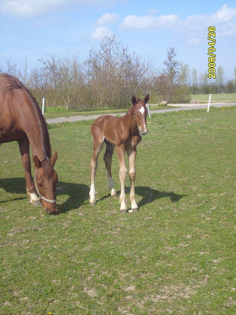 Frederiksborg Zorio Brentedal billede 10