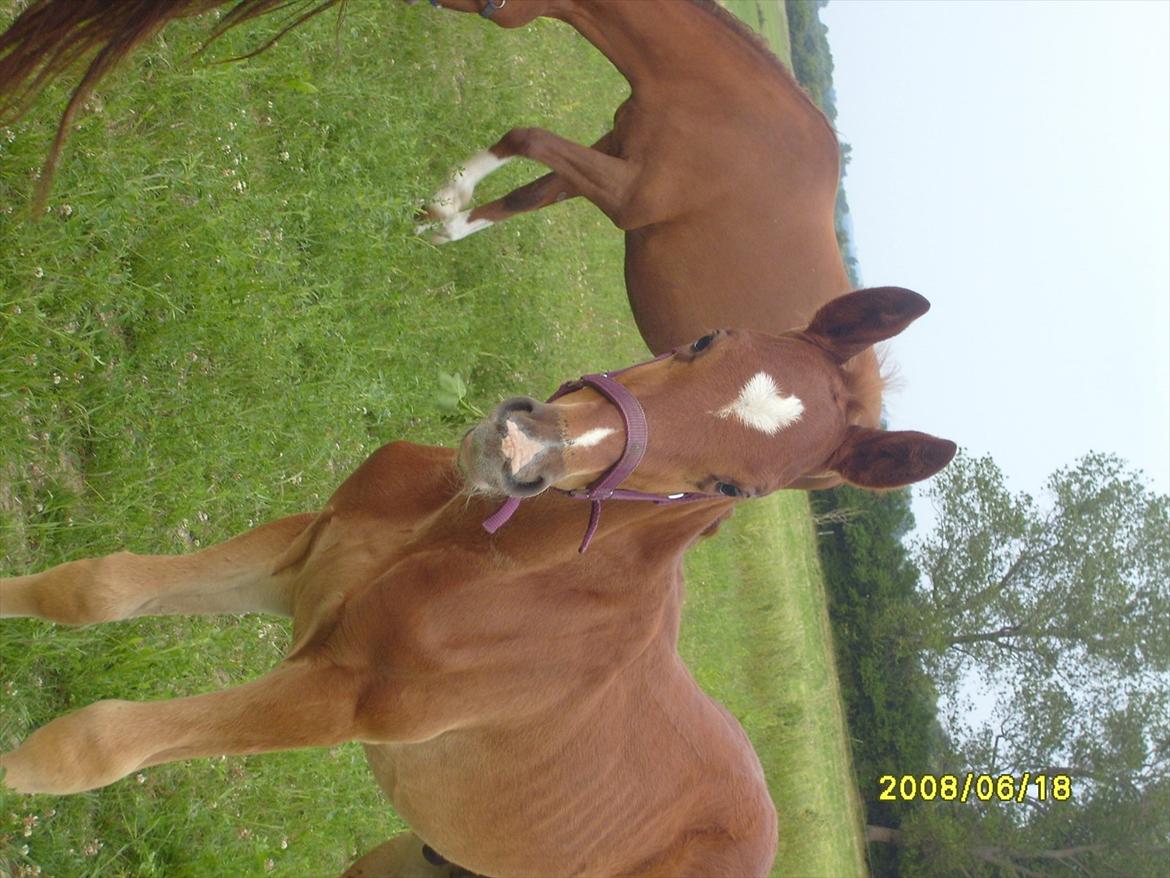 Frederiksborg Zorio Brentedal billede 11