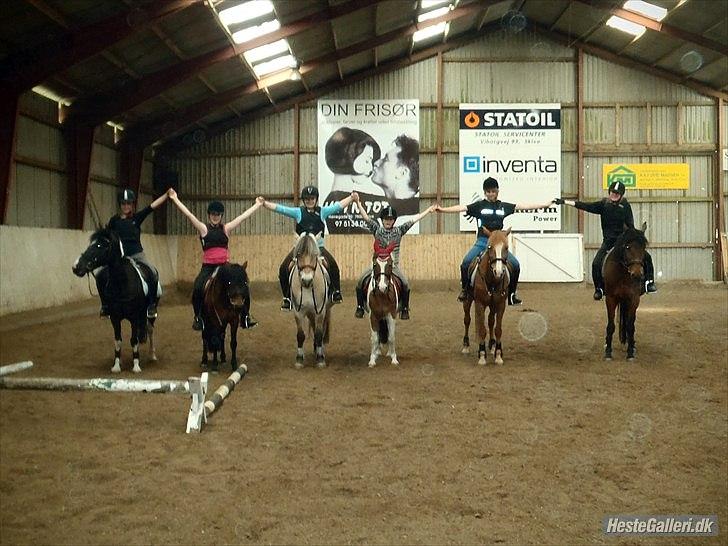 Tysk Sportspony Delphine aka. Delfie/Delle - Because we allways will be a team...<3 billede 4