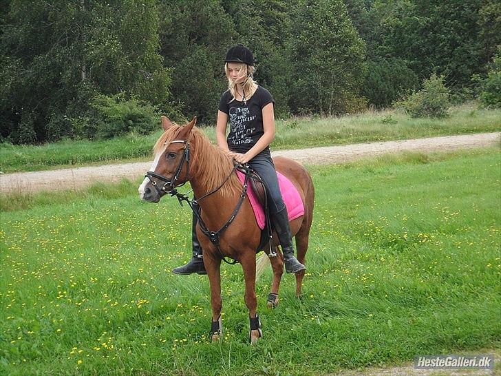 Tysk Sportspony Delphine aka. Delfie/Delle - You are the only thing, who have ever touched my heart.. billede 12