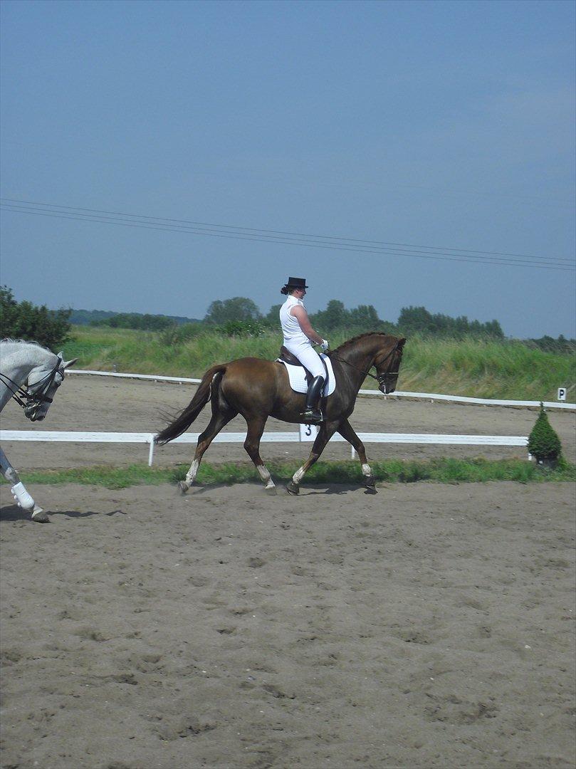 Dansk Varmblod Lathin billede 8