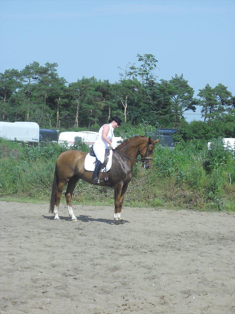 Dansk Varmblod Lathin billede 13