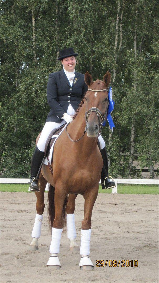 Dansk Varmblod Lathin billede 9