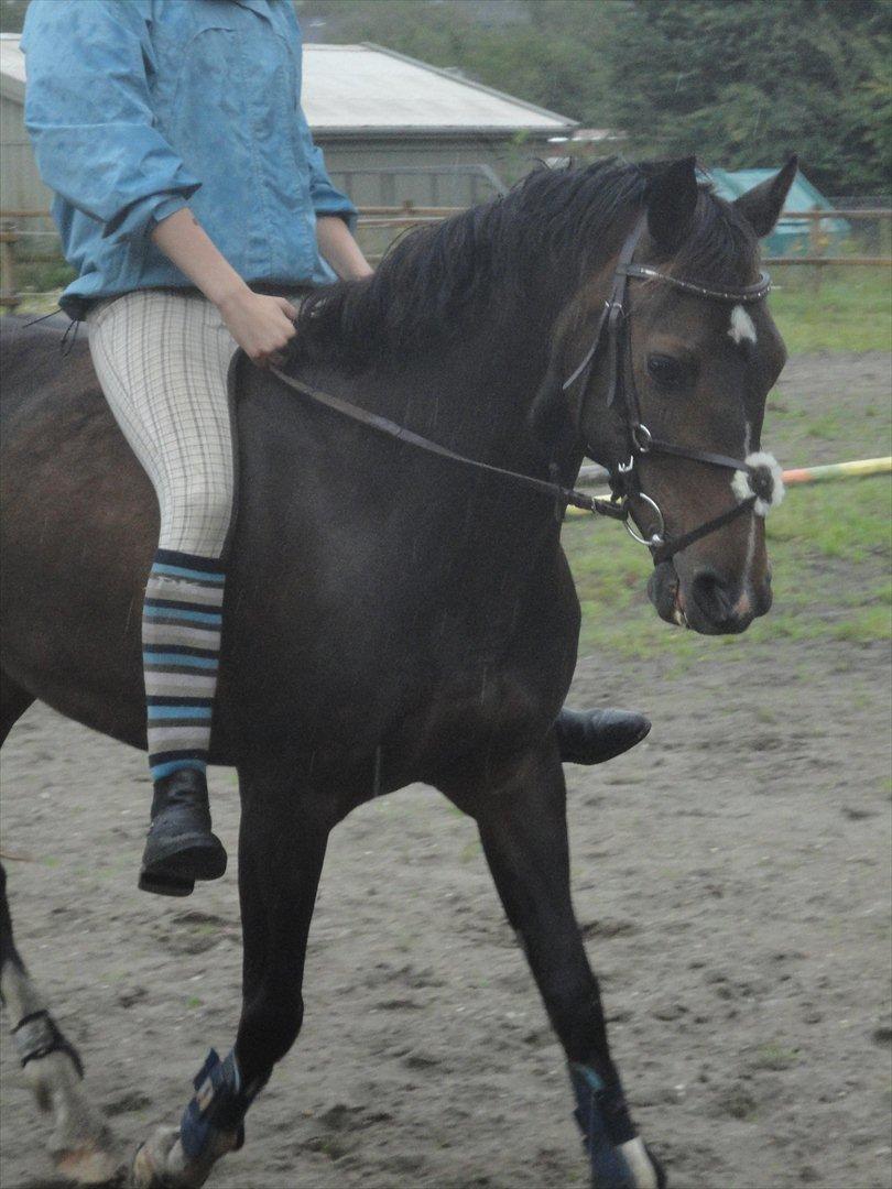 Hollandsk Sportspony Mistery Girl - En dag i regnevejret, for det stopper os da ikke <3  billede 4