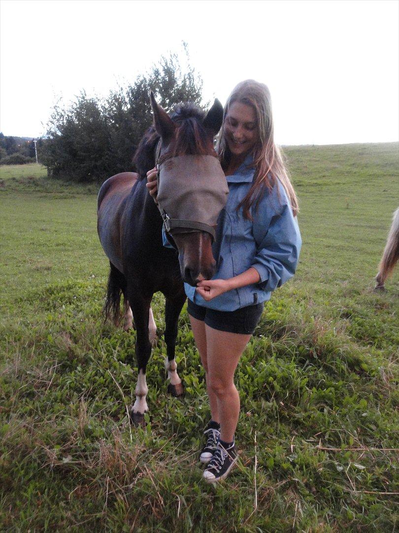 Hollandsk Sportspony Mistery Girl - Mig og Mistery på Sommergræs<3 billede 6