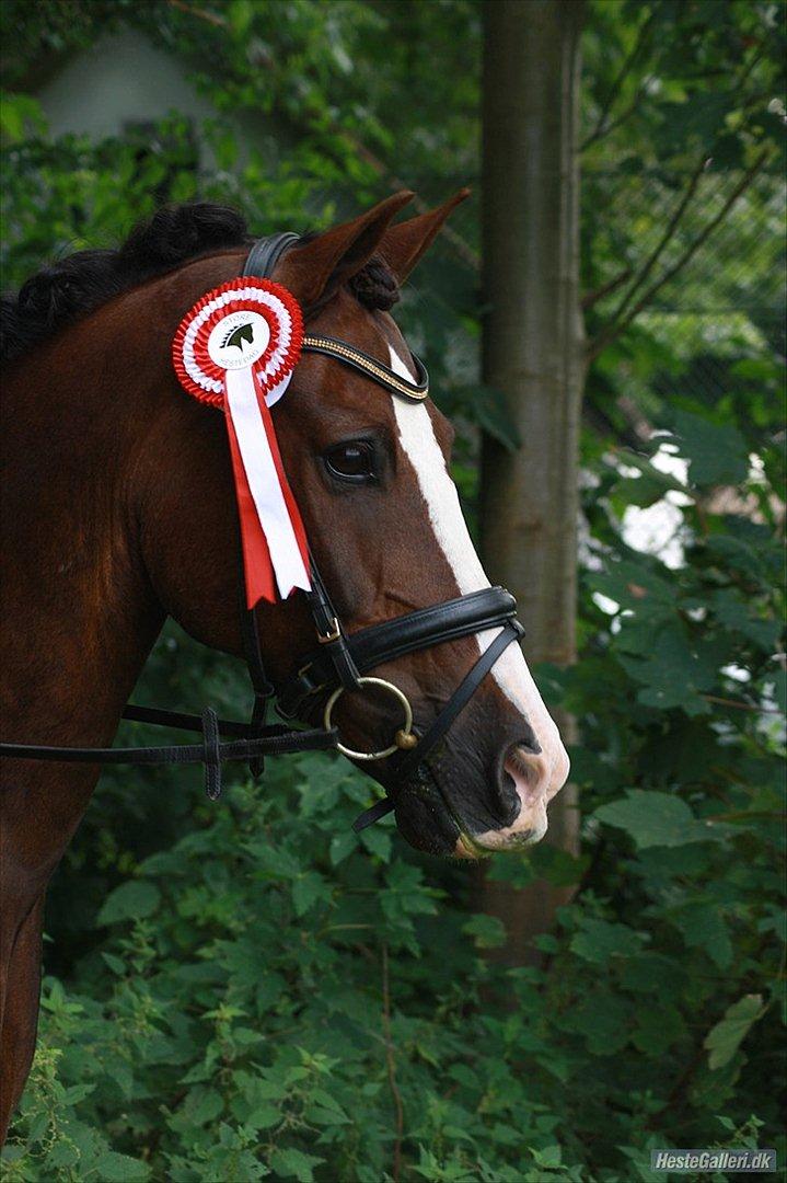 Welsh Pony af Cob-type (sec C) Rhoswen Gideon B-pony - Vinder af LB på storehestedag med 70 % Foto: KNL billede 15