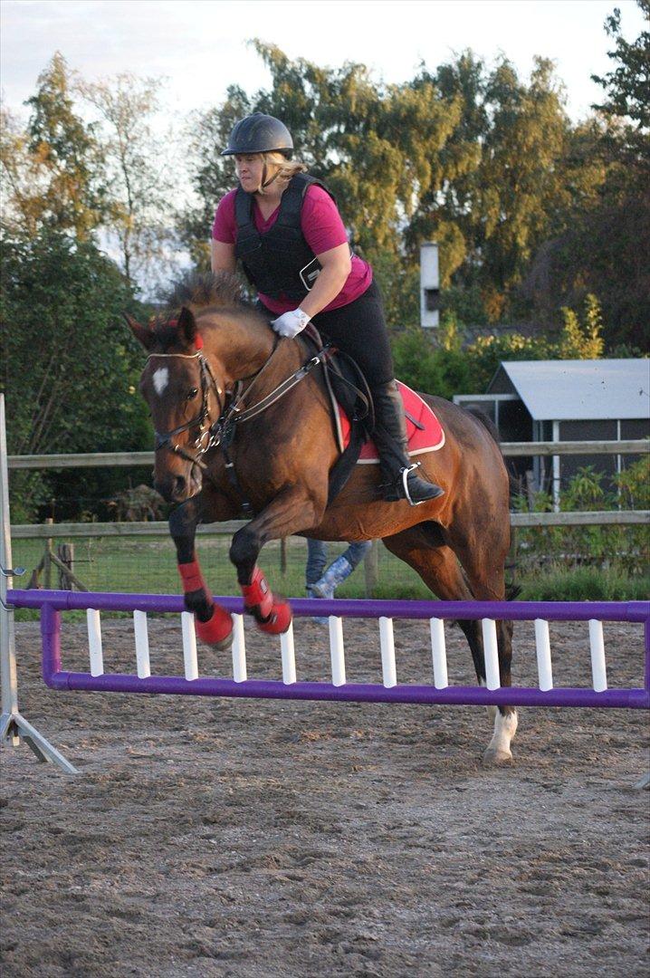 Dansk Varmblod Kiki "lynild" vogt billede 18