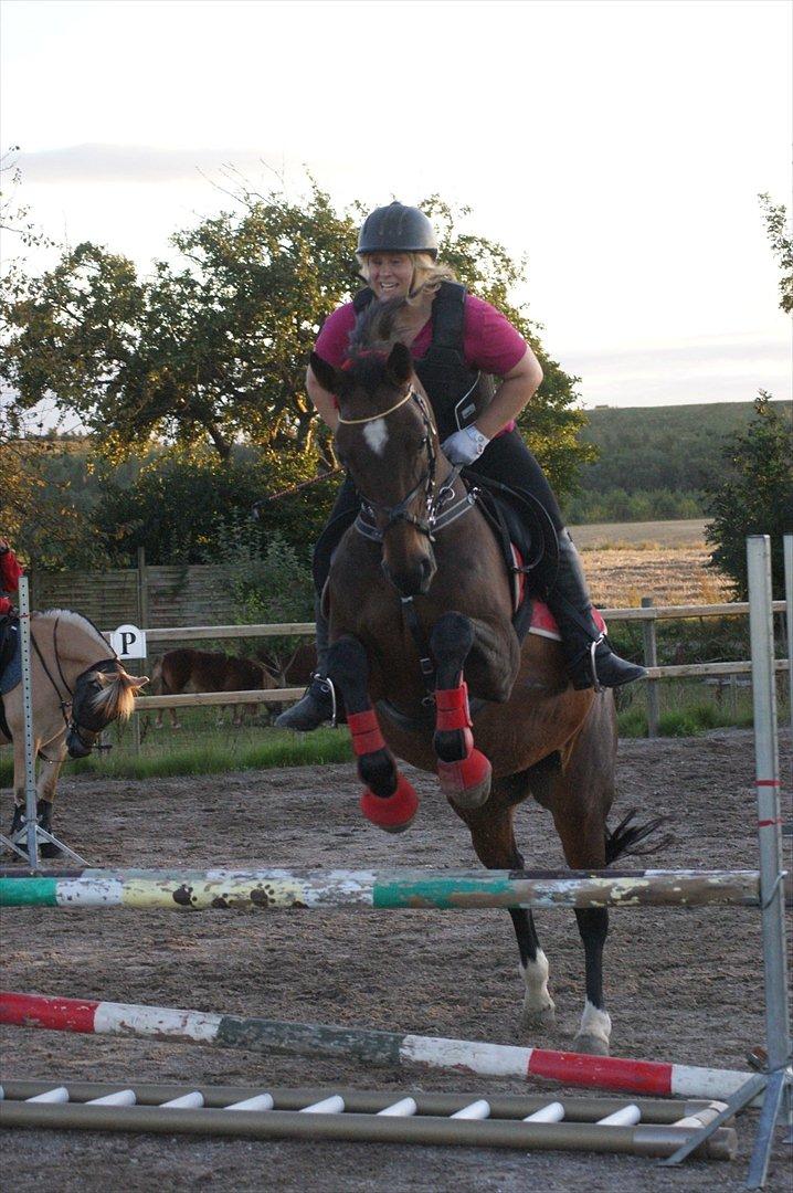 Dansk Varmblod Kiki "lynild" vogt billede 19