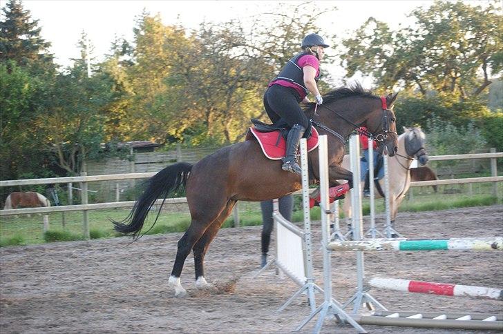 Dansk Varmblod Kiki "lynild" vogt billede 20
