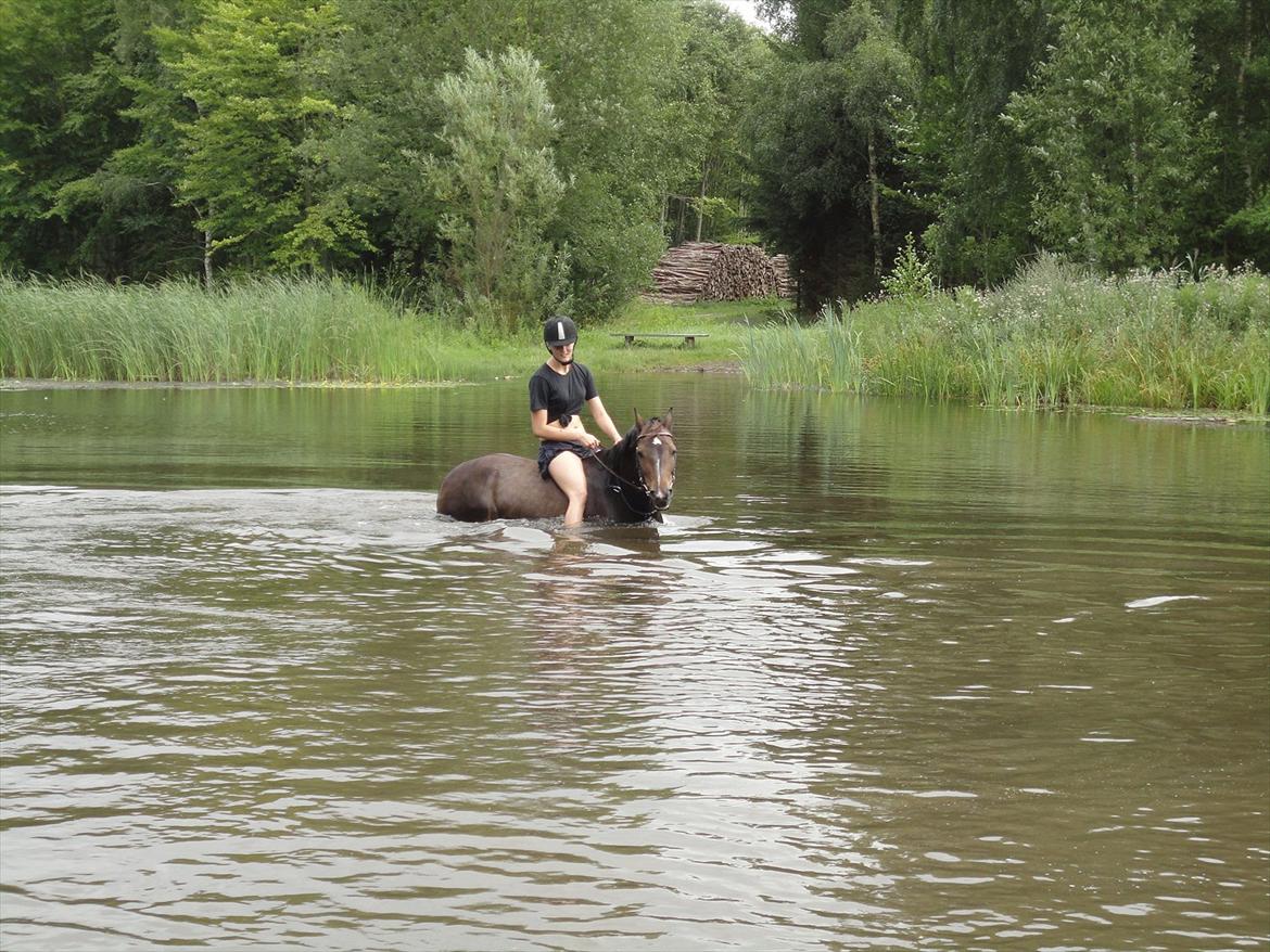 Hollandsk Sportspony Mistery Girl - I BADESØEN MED CIRKEL!!<3
lige efter vi havde været heeelt ude og svømme! billede 8