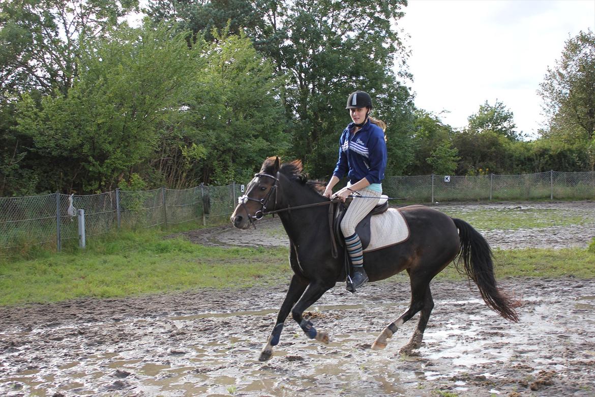 Hollandsk Sportspony Mistery Girl - Fuld gallop! billede 10