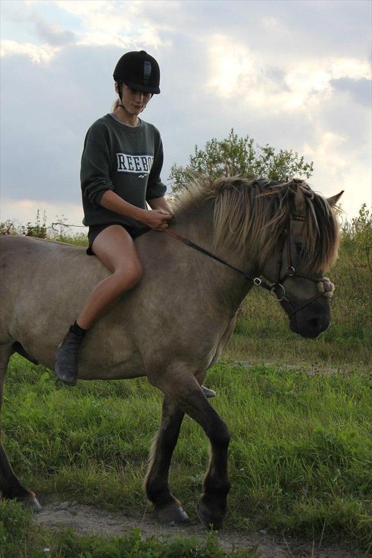 Konik Polski Mr. Bølle Bob SOLGT ;S billede 11