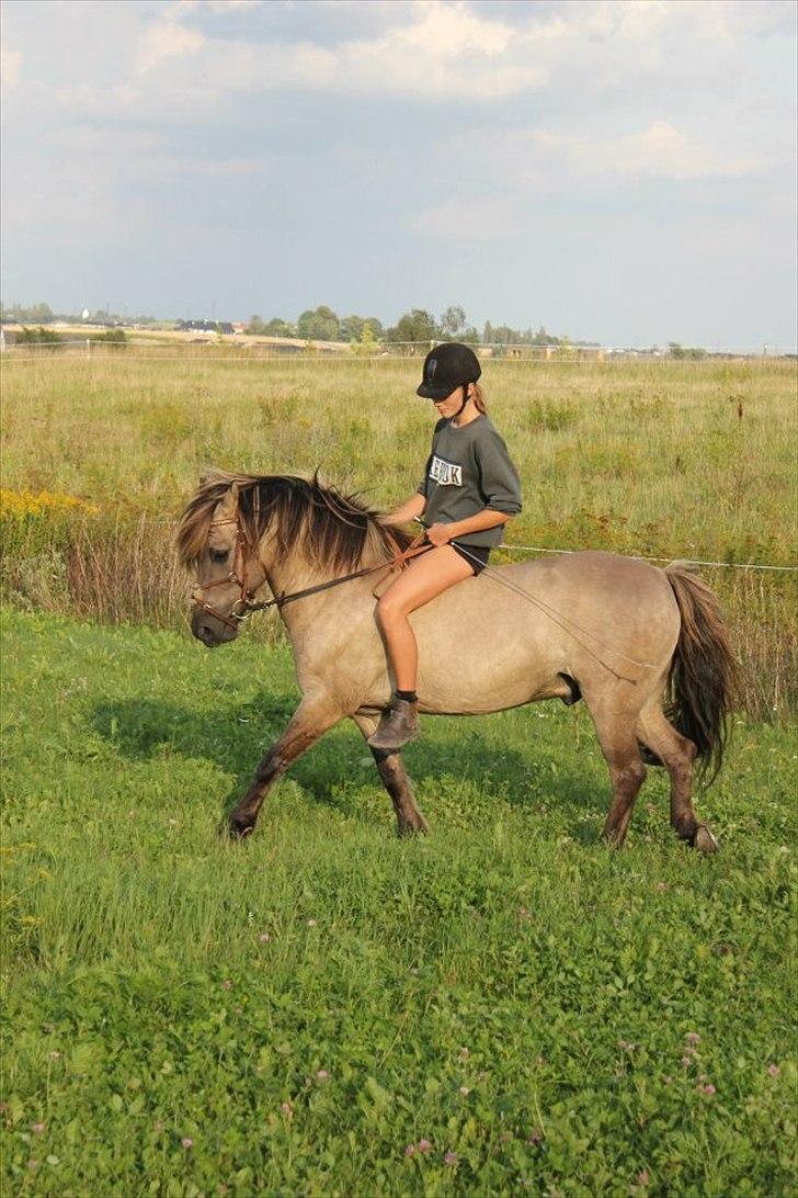 Konik Polski Mr. Bølle Bob SOLGT ;S billede 14