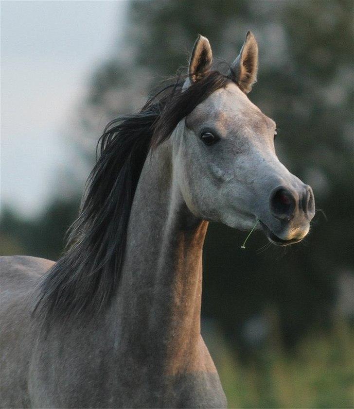 Arabisk fuldblod (OX) Kamal Al Hayat * SOLGT *  billede 5